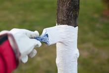 Fruit Growing, Tree Protection. Painting Trees With Lime