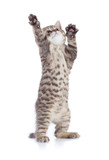 Fototapeta Koty - funny kitten cat standing with raised paws isolated on white