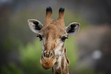 Frontales Portrait Eines Jungen Giraffenbullen In Südafrika