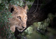 Seitliches Portrait eines jungen Löwen mit intensiven Augen / Portrait of a lion cub with intense eyes (Panthera leo)