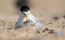 Least Tern With Chick