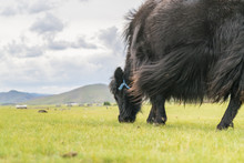 Yak Grazing, Orkhon Valley, South Hangay Province, Mongolia