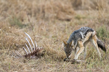 A Black-backed Jackal (Canis Mesomelas) Feeding On A Carcass, Botswana