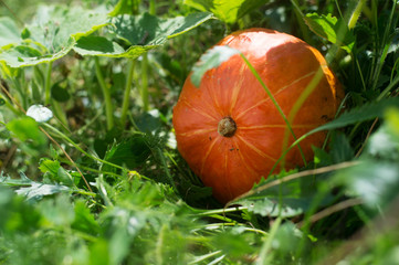 Ripe Hokkaido squash growing in garden