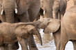 © robertharding - Group of African elephants with baby (Loxodonta africana), Serengeti National Park, Tanzania