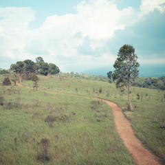 walk way in nature