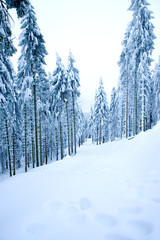 Wall Mural - Verschneiter Weg im Winter 