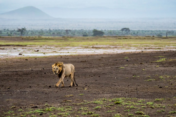 Wall Mural - Old lion walking in the savannah of Amboseli Park in Kenya