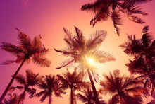 Bright Vivid Pink Tropical Sunset With Shining Sun