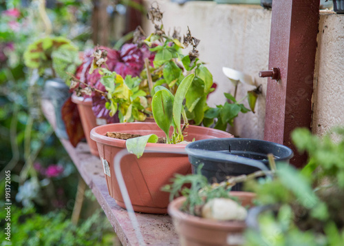 Garden Pots Sitting On Wooden Table Growing Green Fruits And Garden Pots Sitting On Wooden Table Growing Green Fruits And Vegetables Colorful Herbs Soil Inside Flower Pot With Organic Seeds Key For Healthy