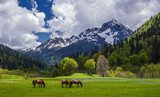 Fototapeta  - Along the meadows in Abkhazia, a herd of horses is walking. Beautiful view of the high mountains, glaciers, greenery.