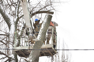 Wall Mural - Two working men cut down a large tree in winter using a special rig machine