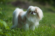 Rare Brown Japanese Chin Or Japanese Spaniel Standing On Meadow.