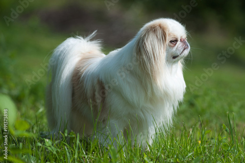 Cuadros en Lienzo Rare brown Japanese Chin or Japanese Spaniel standing on Meadow.