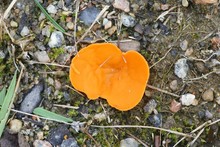 Orange Peel Fungus, Aleuria Aurantia