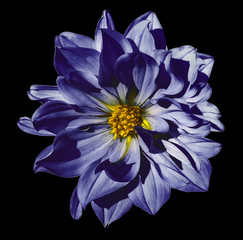 dahlia dark blue flower on an isolated black background with clipping path. closeup. no shadows. nat