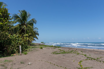 Wall Mural - Black sand beach national park of Tortuguero in Costa Rica