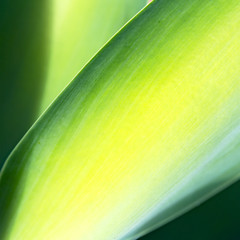 texture and close up of a leaf like abstract