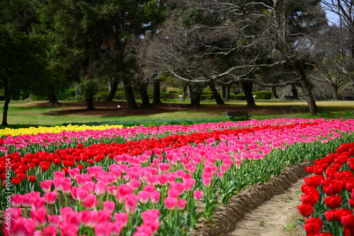 Plakat Tulipanowy kwitnący park