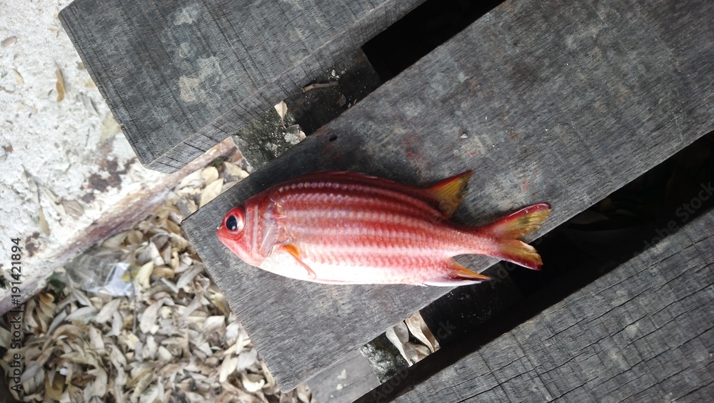Roten Dead Fish Dead fish in rotten water polluted pond Stock Photo | Adobe Stock