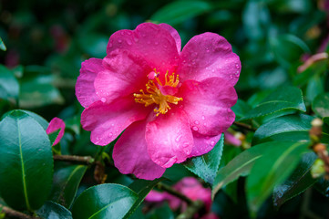 Poster - Pink rose camellia flower close up