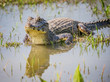 Yacare caiman in pond in Pantanal