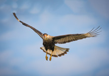 Black Crested Caracara In Flight Over The Pantanal, Brazil