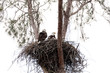 Family of two bald eagle Haliaeetus leucocephalus parents with their nest of chicks