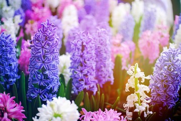 Beautiful nature Pinks and violet flower  in nature garden.