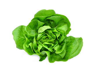 Wall Mural - green butter lettuce vegetable or salad isolated on white back ground
