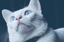Siamese Cat Sit On The Bed And Looking Out Window, White Cat With Blue Eyes Looking At Birds, Pet In House Concept.