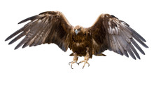 Golden Eagle, Isolated