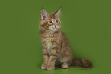 Maine Coon on a green isolated background