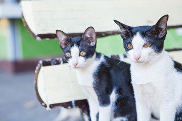 Two black and white cats looking