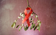 Mistletoe and tape AIDS, red ribbon,
