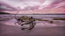 Driftwood On Beach At Sunset, Albany, Western Australia, Australia