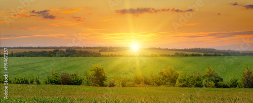 Cuadros en Lienzo corn field and sunrise on blue sky
