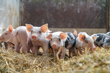 Schweinezucht - süße, kleine Ferkel spielen im Stroh