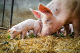 Fototapeta  - Bio - Schweinehaltung, Muttersau mit Ferkeln