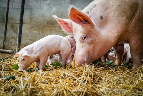 Fotografie, Obraz Bio - Schweinehaltung, Muttersau mit Ferkeln