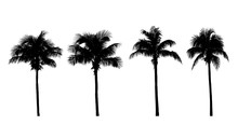 Silhouette Coconut Tree  Isolated On White Background