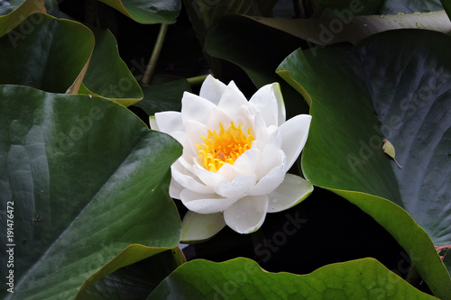 Dekoracja na wymiar  biala-lilia-wodna
