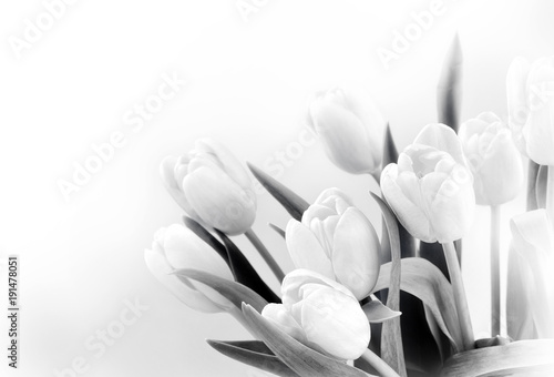 Dekoracja na wymiar  biale-tulipany-na-bialym-tle-mc