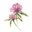 Two flowers of red clover with leaves. Watercolor botanical illustration isolated on white background. Happy Saint Patricks Day.