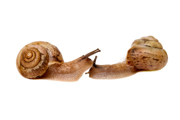 Two Garden snail isolated on white background