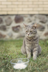 Wall Mural - Cat feeding