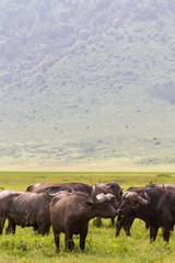 A herd of buffaloes inside a volcano. NgoroNgoro, Tanzania	