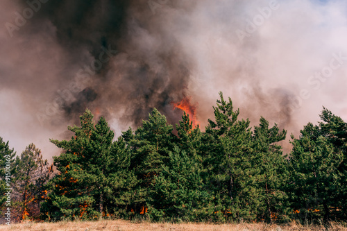 Plakat Pożar lasu płonie, Wildfire z bliska w czasie dnia