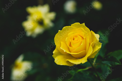 Plakat Piękne żółte róże w ogródzie