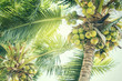 Fresh green coconuts on a palm tree in sun lights